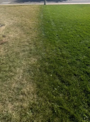 organic-lawn-care-ottawa